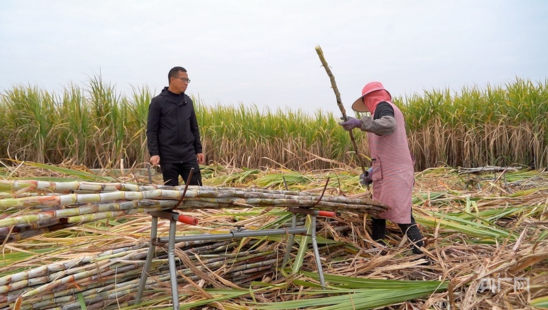【牢记嘱托·看见美好中国】让乡亲们的生活像甘蔗一样甜蜜(图2)