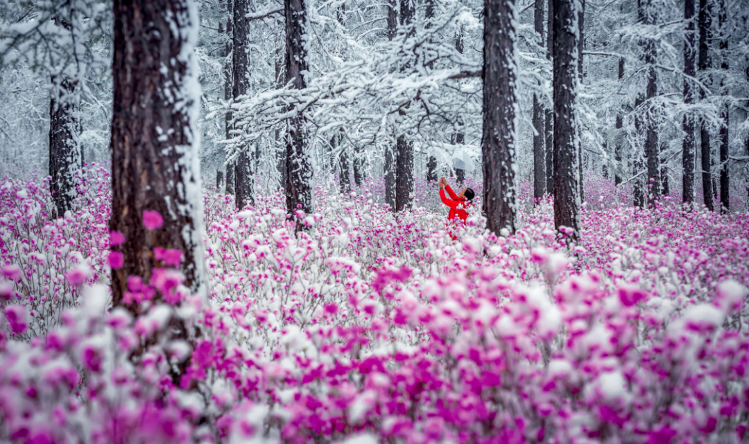 习近平与美丽中国建设丨“增绿就是增优势、护林就是护财富”——黑龙江大兴安岭地区干部群众访谈录(图7)