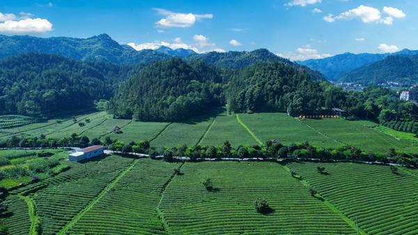 茶润民心 质守初心 理想华莱以食品安全质量为生命线引领茶产业高质量发展(图1)
