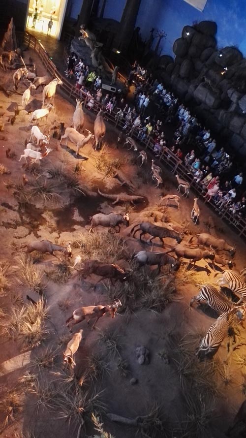 岑少宇:我的上海自然博物馆情结(图3)