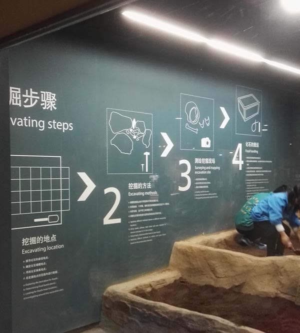 岑少宇:我的上海自然博物馆情结(图4)